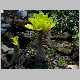 brighamia insignis.jpg